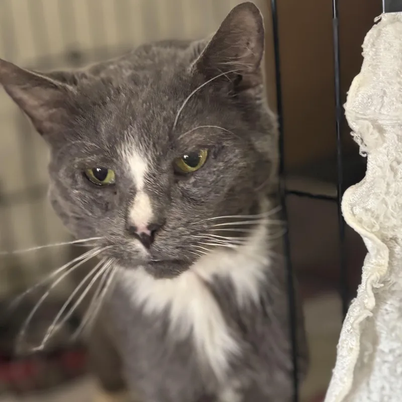 Mr Wilson thumbnail 2