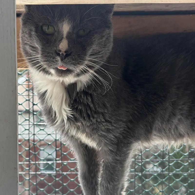 Mr Wilson thumbnail 3