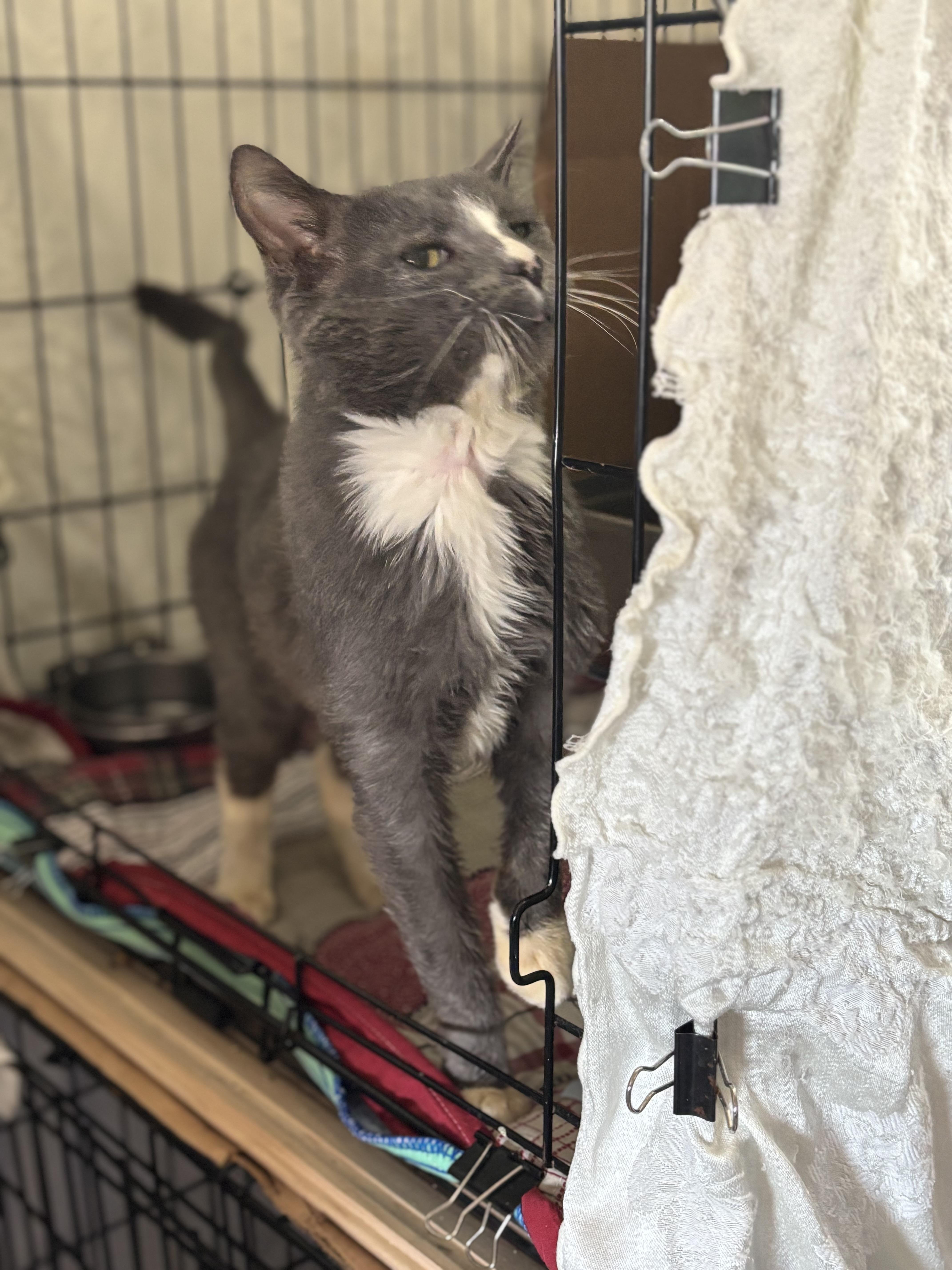 Mr Wilson thumbnail 4