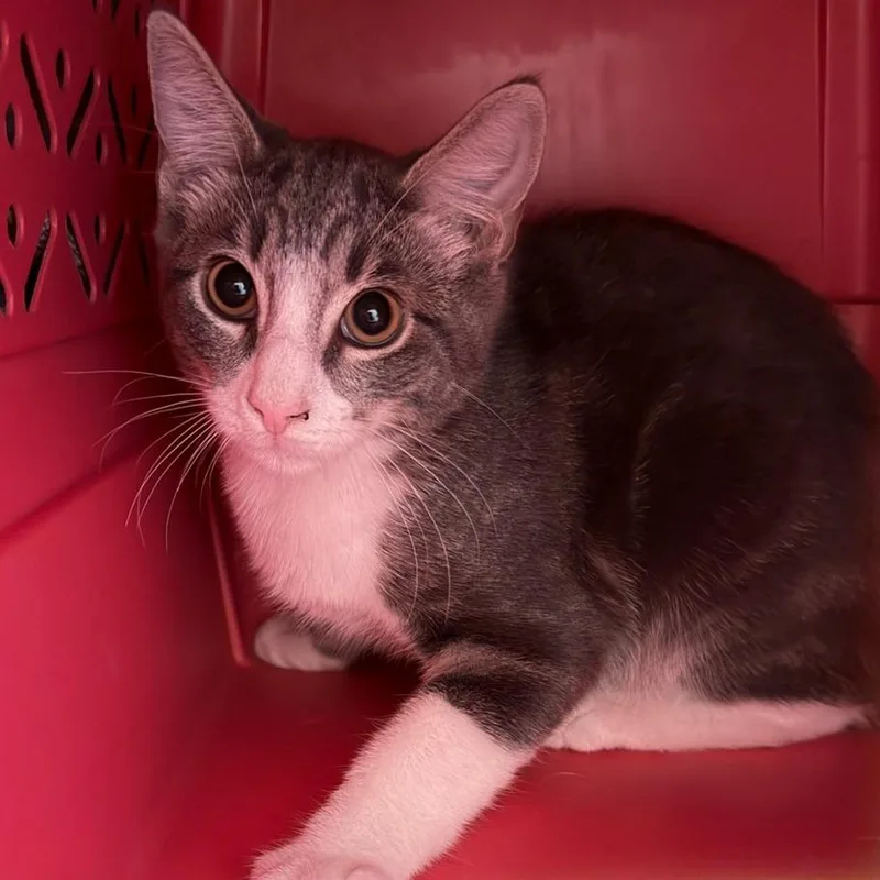 A baby small-sized female Gray / Blue / Silver Domestic Short Hair cat named Tostada for adoption in Springfield, MA