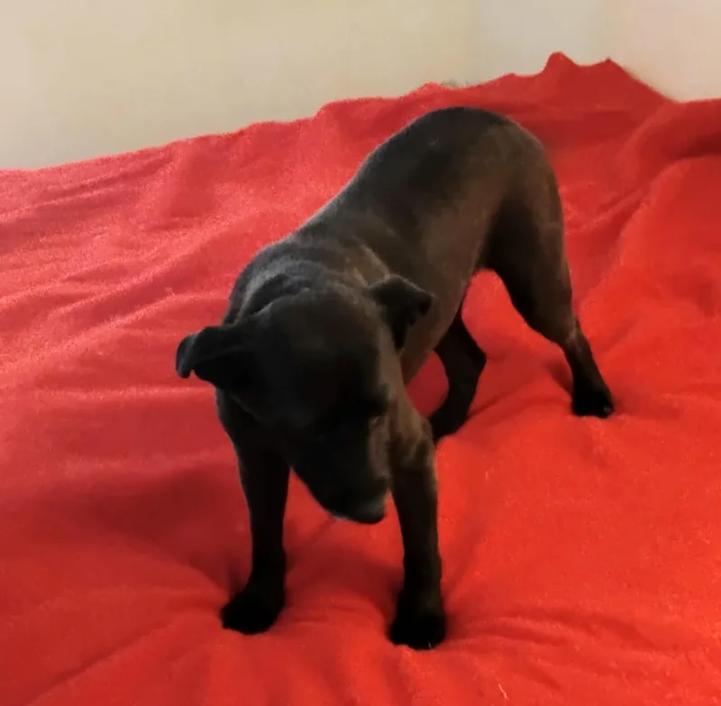 Midnightrose Wvt thumbnail 2