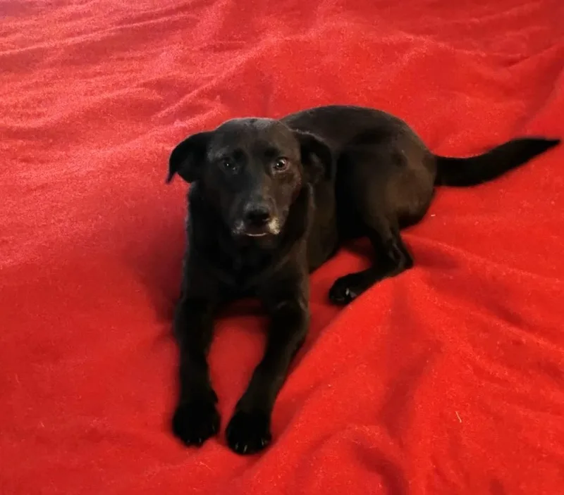 Midnightrose Wvt thumbnail 4