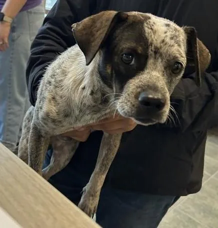 An adult small-sized male Terrier dog named Owen for adoption in San Antonio, TX