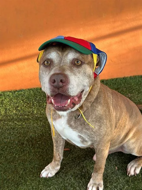 An adult extra large-sized male Terrier dog named Terrance for adoption in Miami, FL