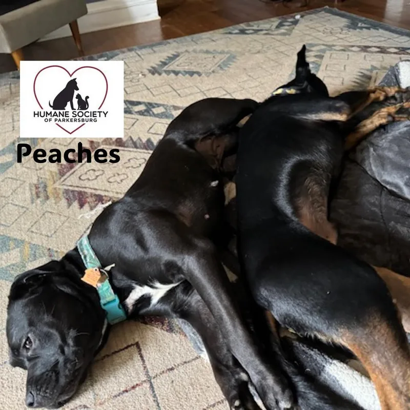 Peaches thumbnail 5
