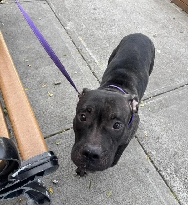 An adult medium-sized female Mixed Breed dog named Mocha Cabana for adoption in New York, NY