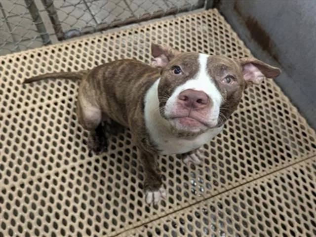 A young medium-sized male Pit Bull Terrier dog named A for adoption in Wilmington, NC