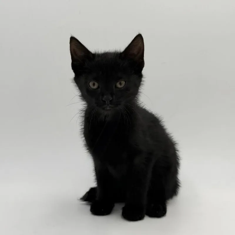 A baby small-sized female Domestic Short Hair cat named Rose for adoption in State College, PA