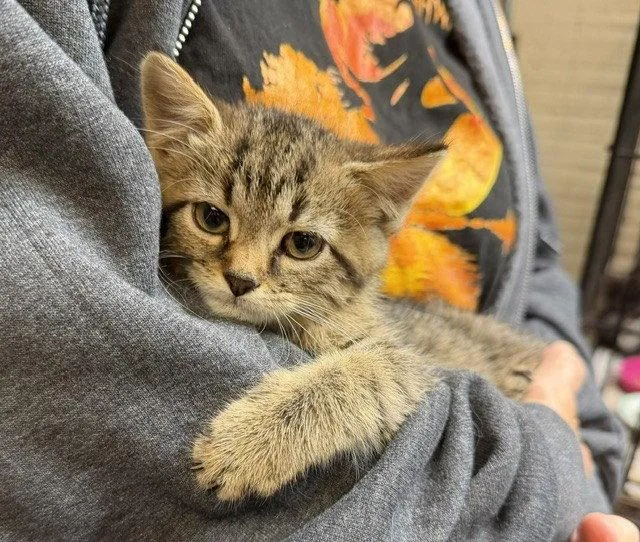 A young medium-sized female Domestic Short Hair cat named Tonks for adoption in Apollo, PA