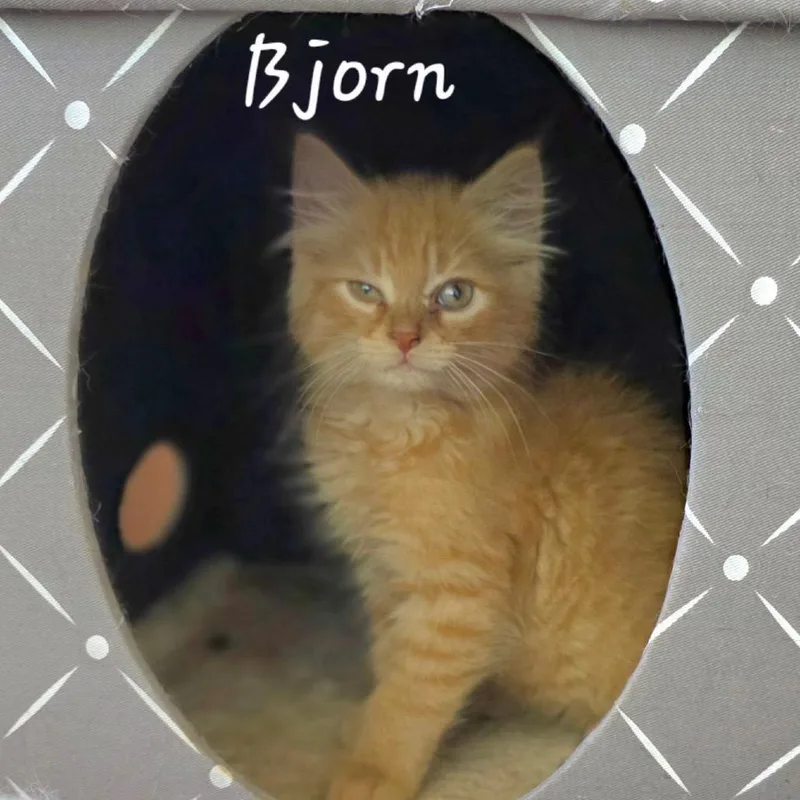 A baby small-sized male Orange / Red Domestic Medium Hair cat named Bjorn for adoption in Waldorf, MD