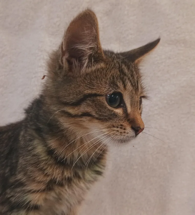 A baby small-sized male Domestic Short Hair cat named Pickle for adoption in Los Angeles, CA