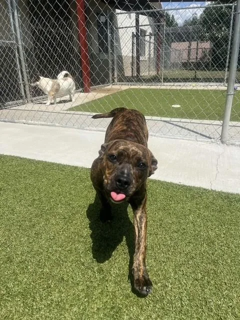 A young medium-sized female Brindle Boxer dog named Prue for adoption in Fayetteville, AR