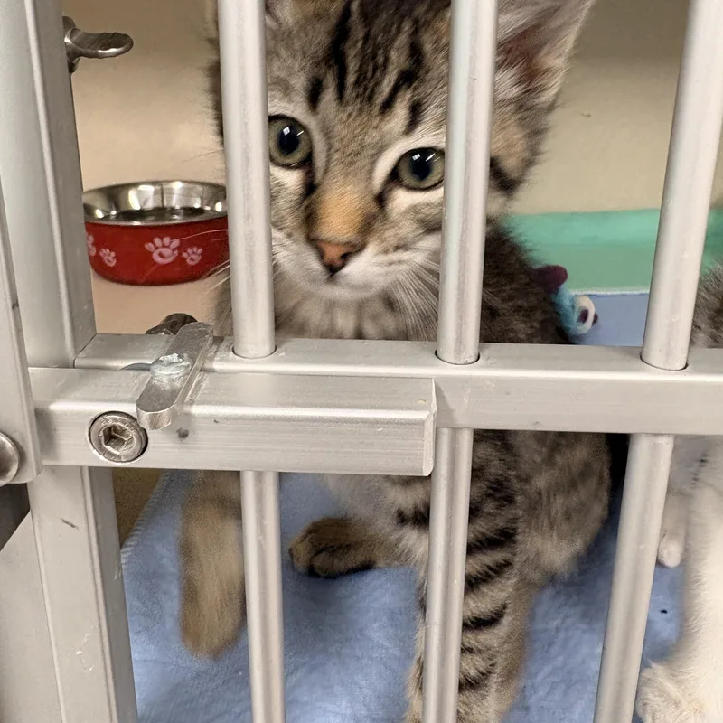 A baby medium-sized male Domestic Medium Hair cat named Sammy for adoption in Quincy, CA