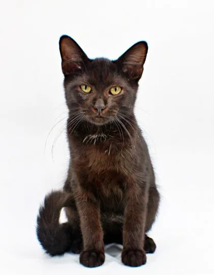 A baby small-sized male Domestic Short Hair cat named Ross for adoption in Morton Grove, IL