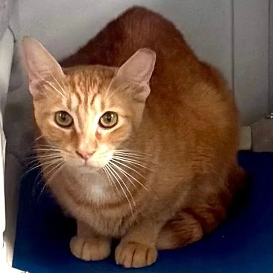 An adult medium-sized female Orange / Red Domestic Short Hair cat named Angel for adoption in Lakeland, FL