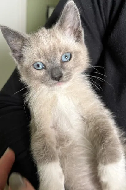 A baby medium-sized male Gray / Blue / Silver Siamese cat named Guppy for adoption in Santa Cruz, CA