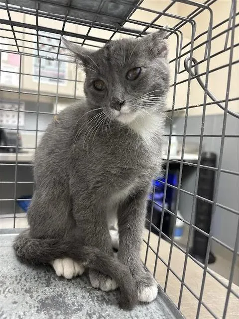 A baby small-sized male Domestic Short Hair cat named Damian Wayne for adoption in Las Vegas, NV