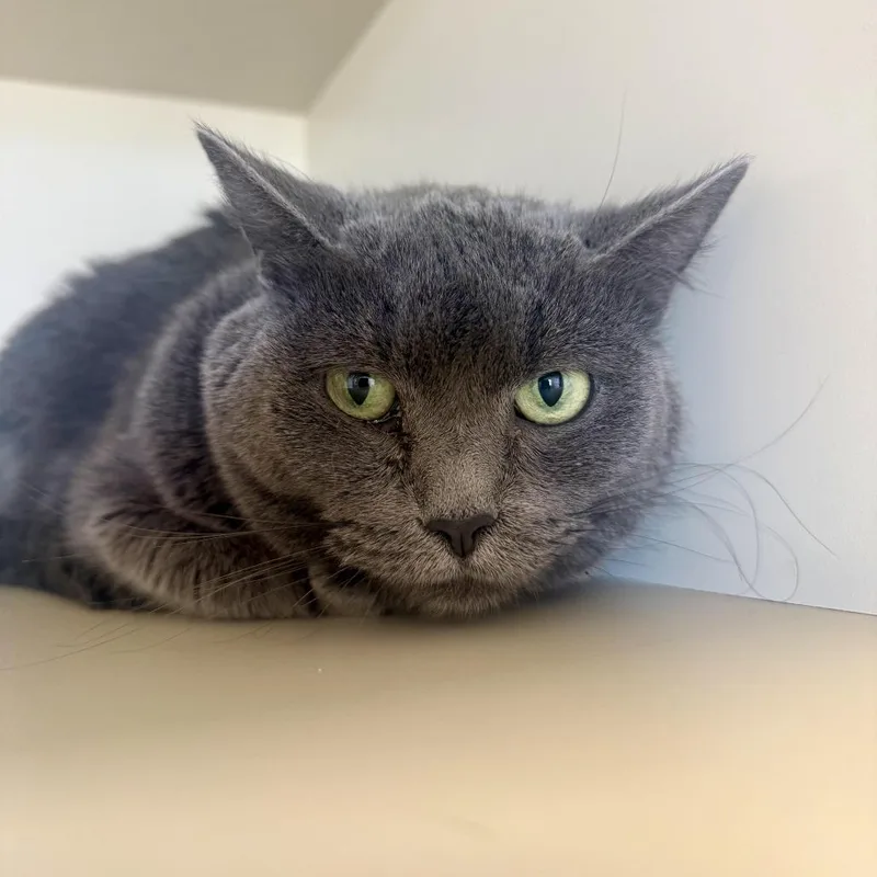 A senior small-sized female Gray / Blue / Silver Domestic Short Hair cat named Noal for adoption in Cody, WY