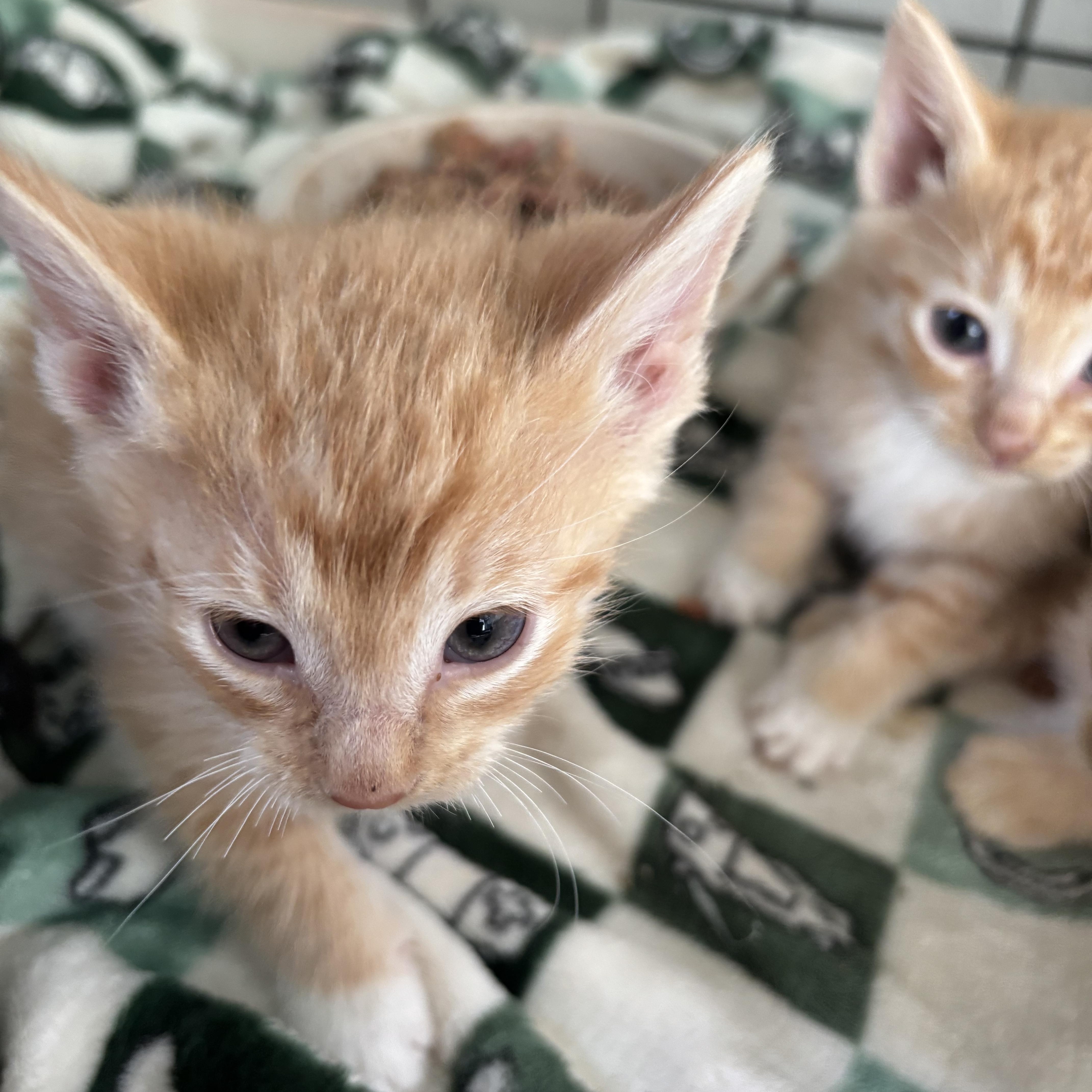 A baby small-sized male Orange & White Domestic Short Hair cat named Oggie for adoption in Deming, NM