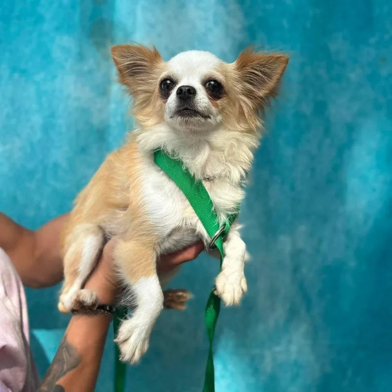 An adult small-sized female White / Cream Chihuahua dog named Sheri for adoption in St. Charles, IL