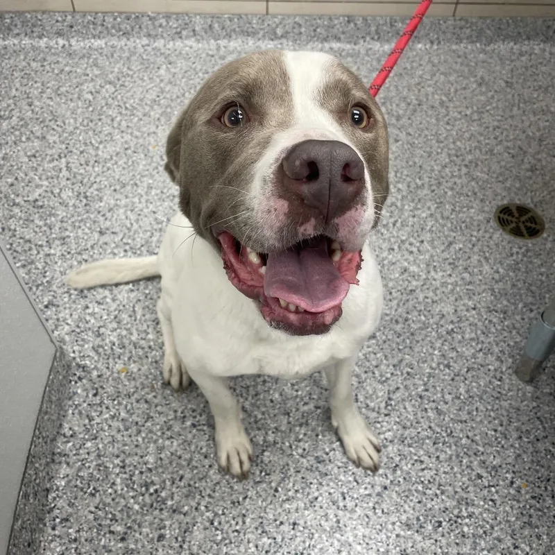 An adult large-sized male White / Cream Pit Bull Terrier dog named Pretty Boi for adoption in Chicago, IL