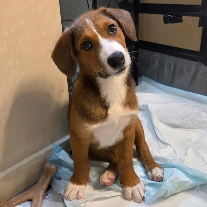 A baby large-sized male Brown / Chocolate Mixed Breed dog named NY Jared Avail Aug for adoption in Eastford, CT