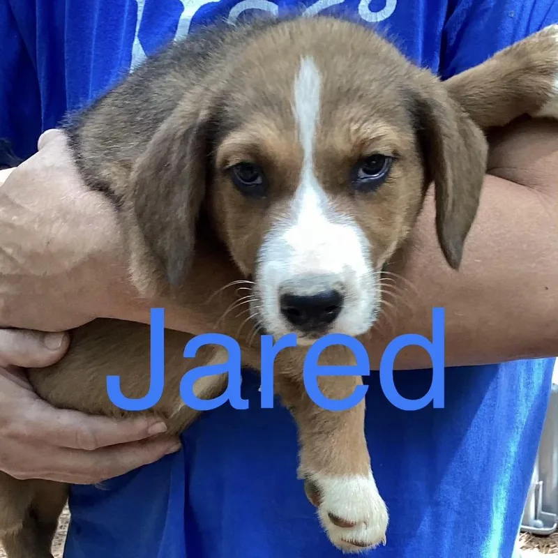 NY Jared Avail Aug thumbnail 2