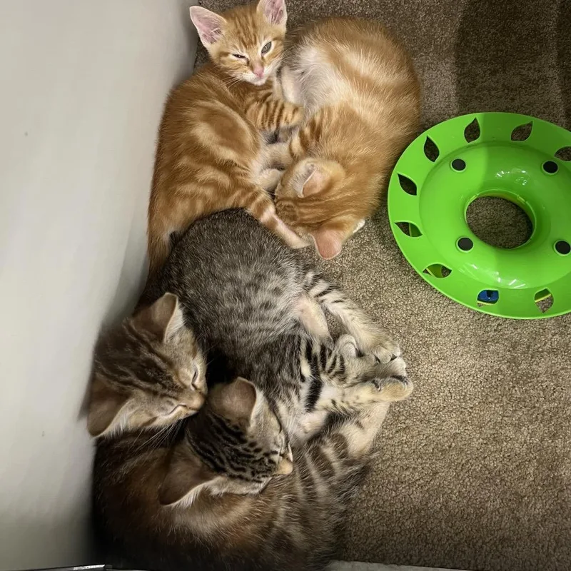 A baby small-sized female Orange / Red Domestic Short Hair cat named Janice for adoption in Tulsa, OK
