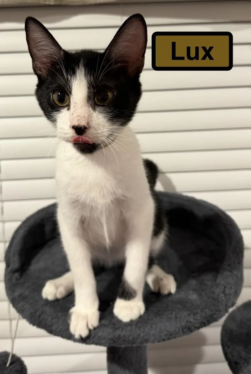 A baby medium-sized male Domestic Short Hair cat named Lux for adoption in Zimmerman, MN