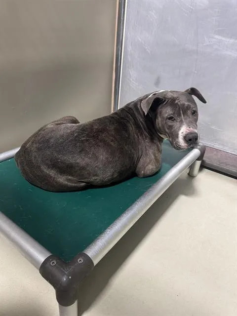 A senior medium-sized female Gray / Blue / Silver Pit Bull Terrier dog named Peanut URGENT for adoption in Thousand Oaks, CA