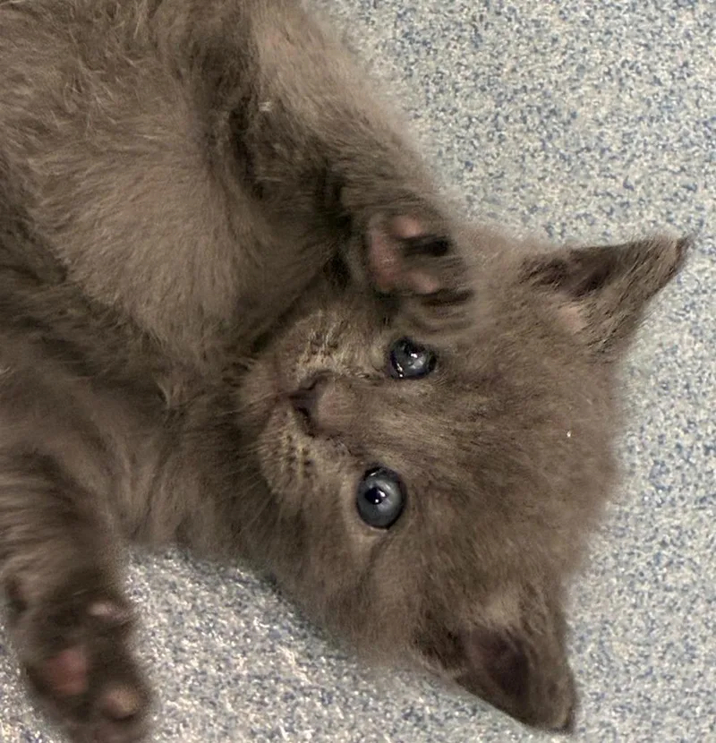 A baby medium-sized female Domestic Short Hair cat named Esther for adoption in Portland, IN
