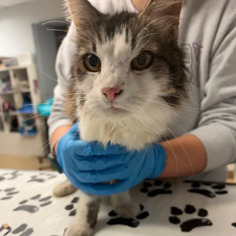 A senior small-sized female Domestic Long Hair cat named Josephine for adoption in Birdsboro, PA