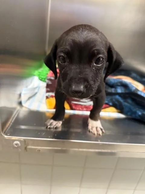 A baby small-sized male Pit Bull Terrier dog named Polka Dot for adoption in San Pedro, CA