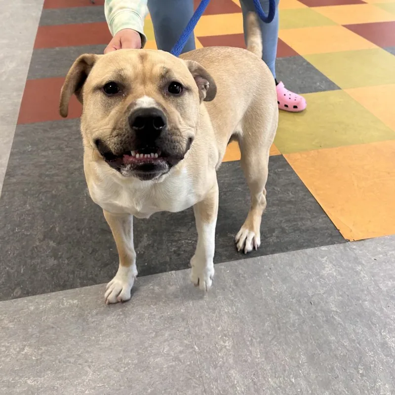 An adult large-sized male Yellow / Tan / Blond / Fawn Mixed Breed dog named Crouton for adoption in Philadelphia, PA