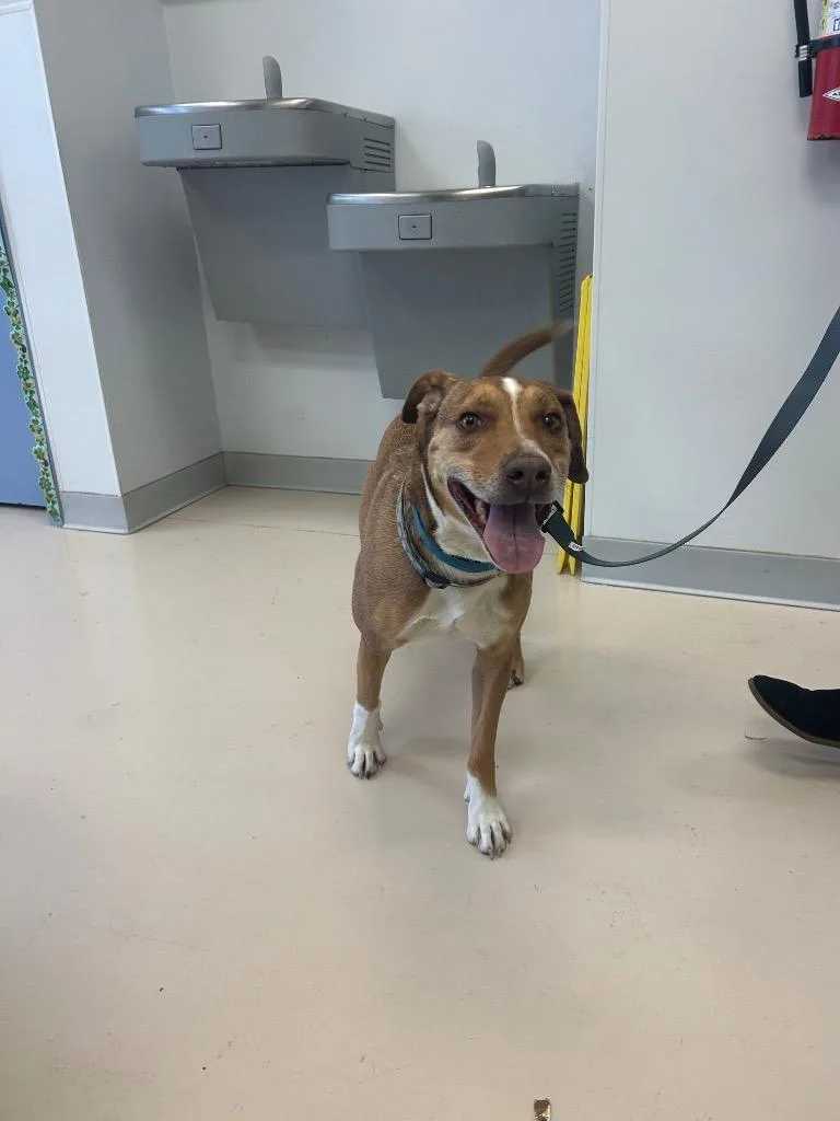 An adult medium-sized male Australian Cattle Dog / Blue Heeler dog named Jack for adoption in Belton, TX