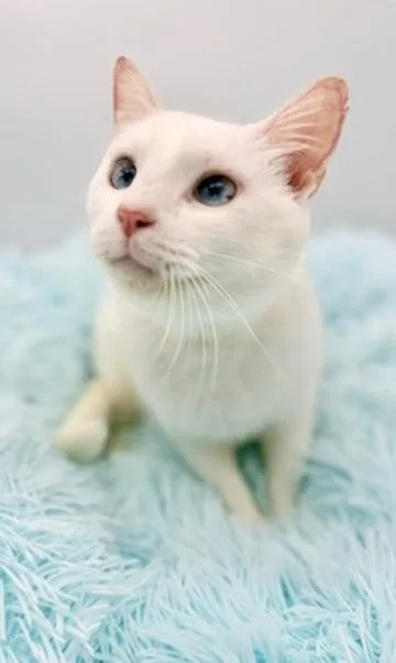 Rosewood thumbnail 2