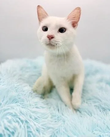 Rosewood thumbnail 3