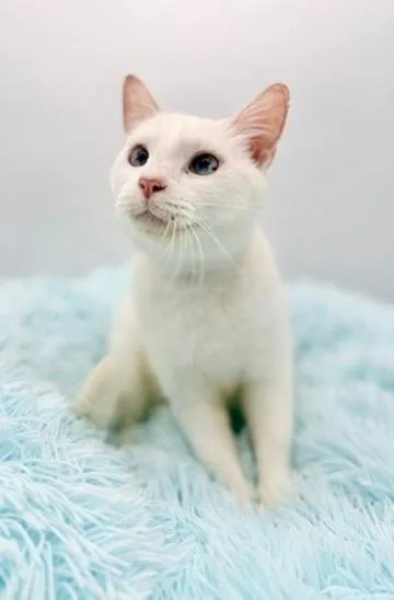 Rosewood thumbnail 4