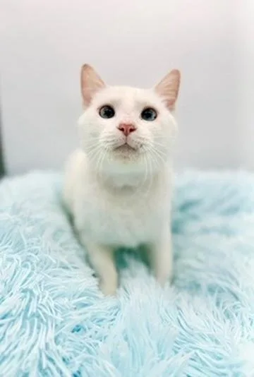 Rosewood thumbnail 5