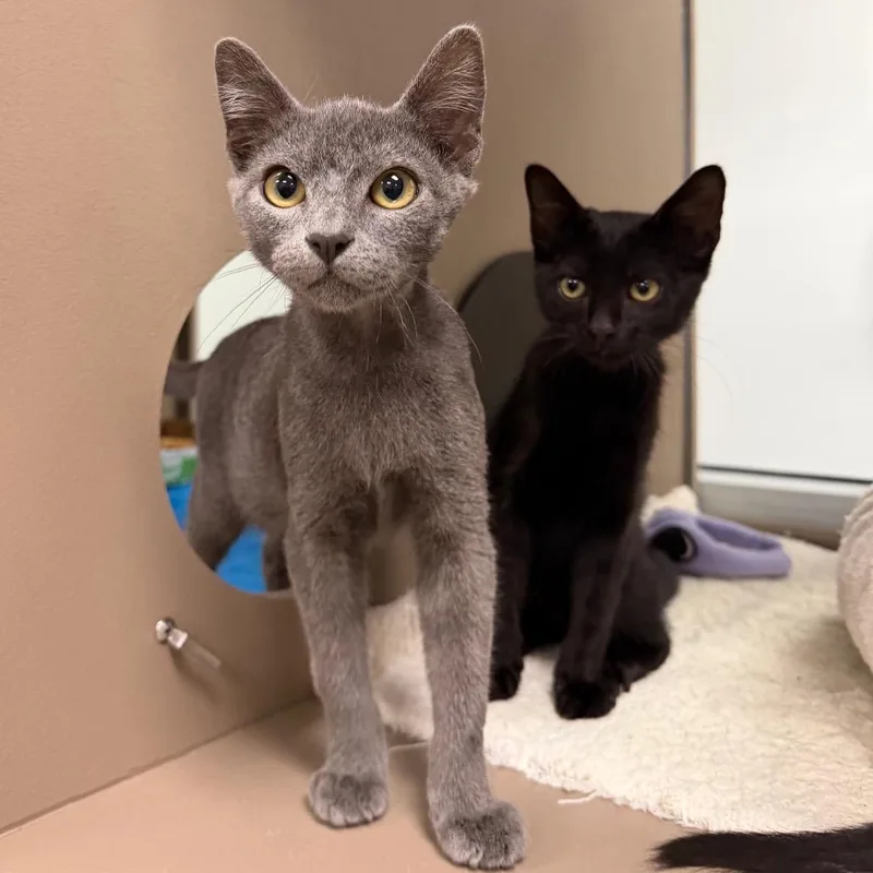 A baby small-sized male Black Domestic Short Hair cat named Durst for adoption in Dickinson, TX