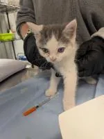 A baby small-sized female Domestic Short Hair cat named Mp for adoption in Cincinnati, OH