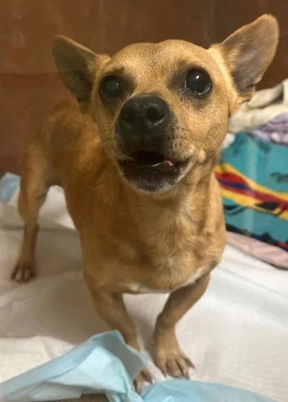 A senior small-sized male Chihuahua dog named Franky for adoption in Burlington, WA