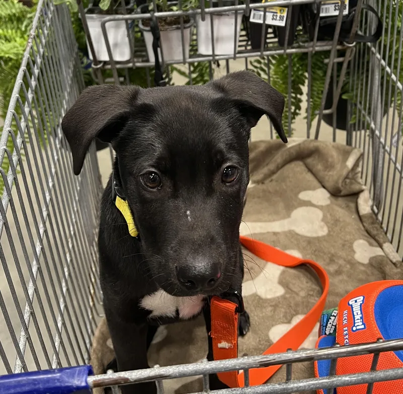 A baby medium-sized male Black Labrador Retriever dog named Fargo Famous  Local for adoption in Andover, MA