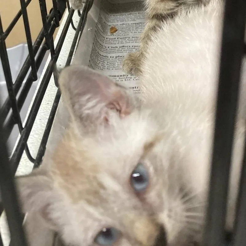 A baby medium-sized male Siamese cat named Franklin for adoption in Saint Marys, WV