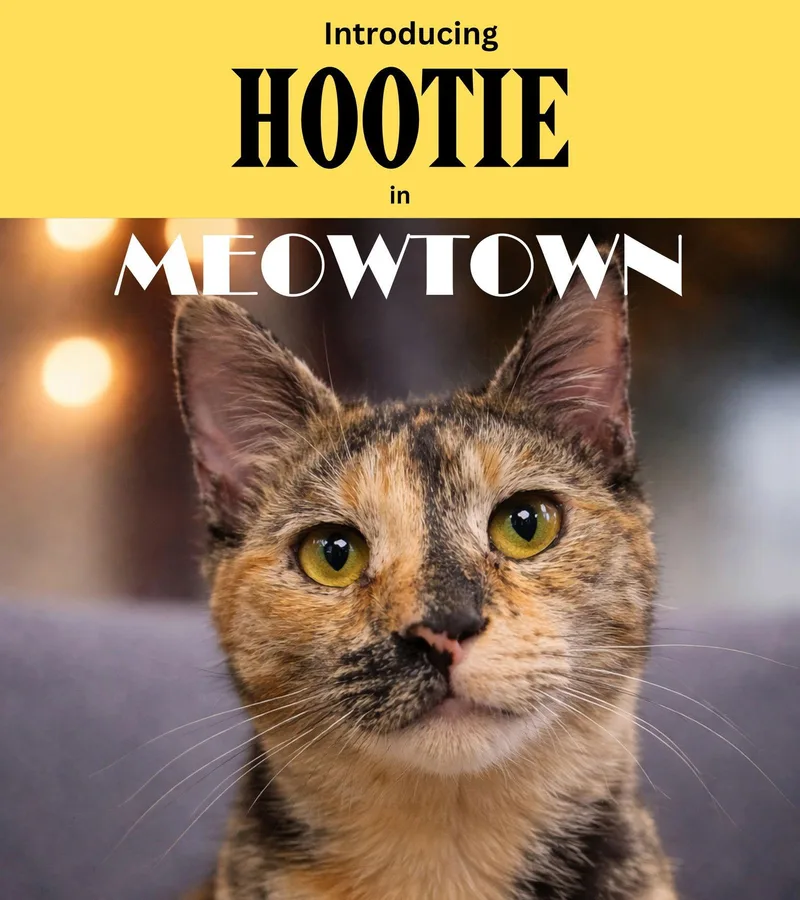 Hootie thumbnail 3