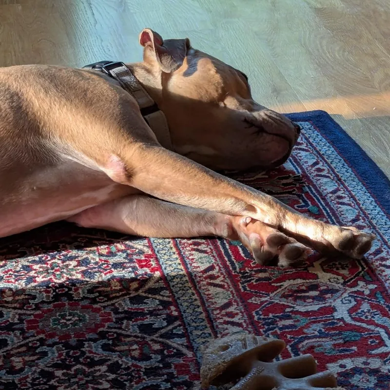 An adult medium-sized female Brown / Chocolate Pit Bull Terrier dog named Ginger for adoption in Novelty, OH