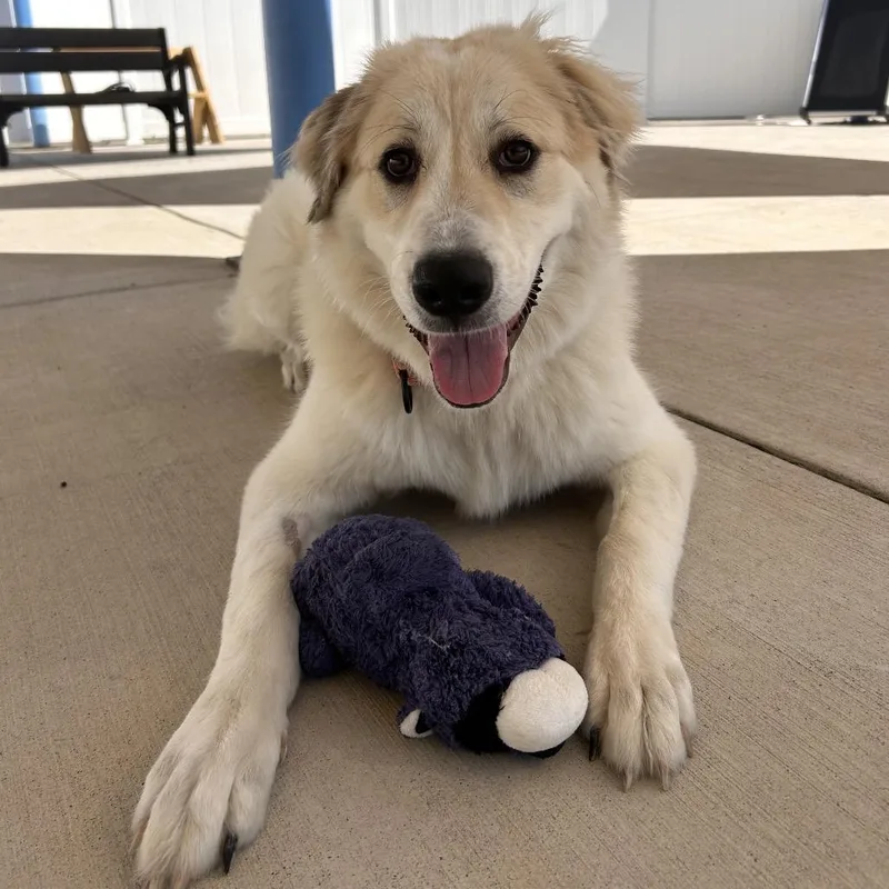 A young large-sized female White / Cream Great Pyrenees dog named Aspen for adoption in Harrisonburg, VA