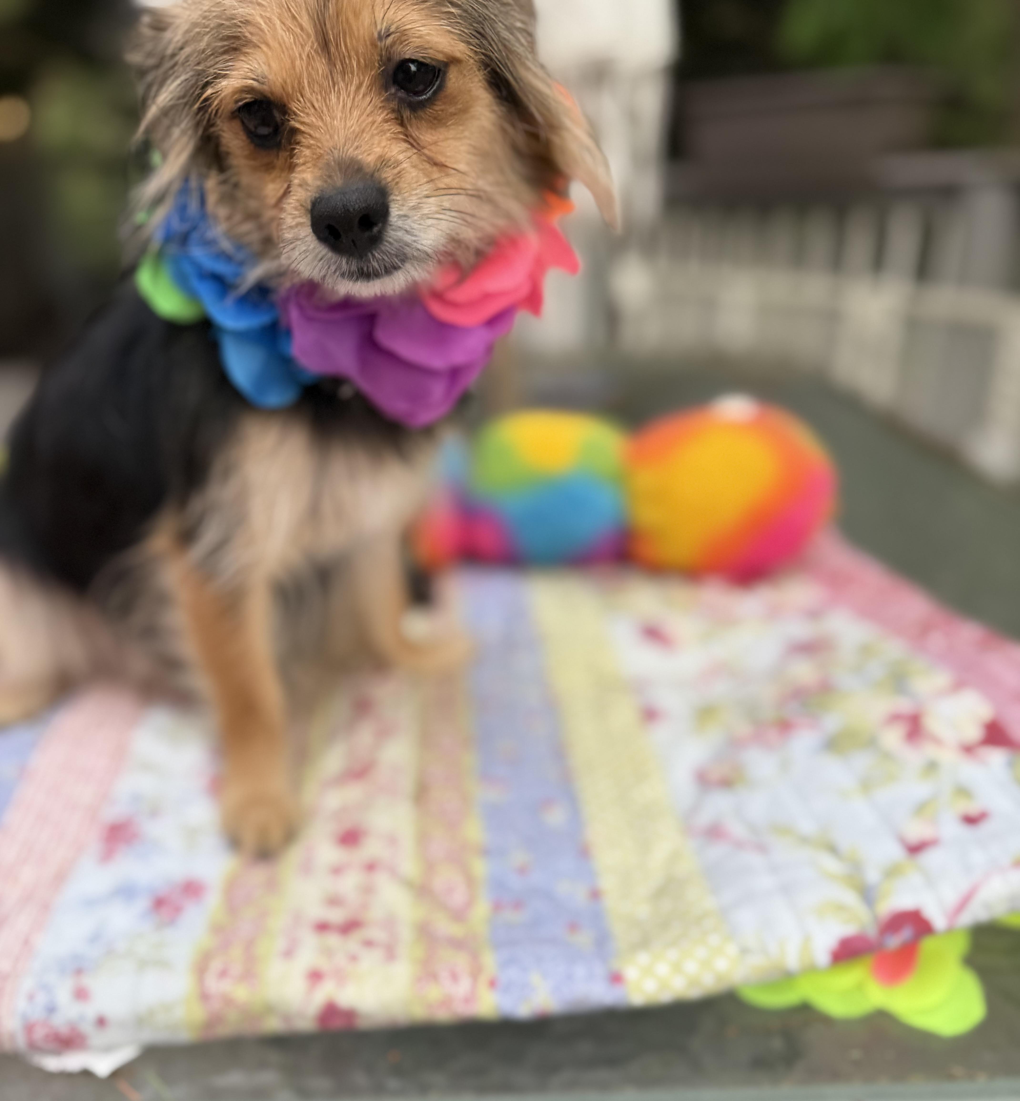 A young small-sized female Yorkshire Terrier dog named Bella for adoption in White Lake, MI