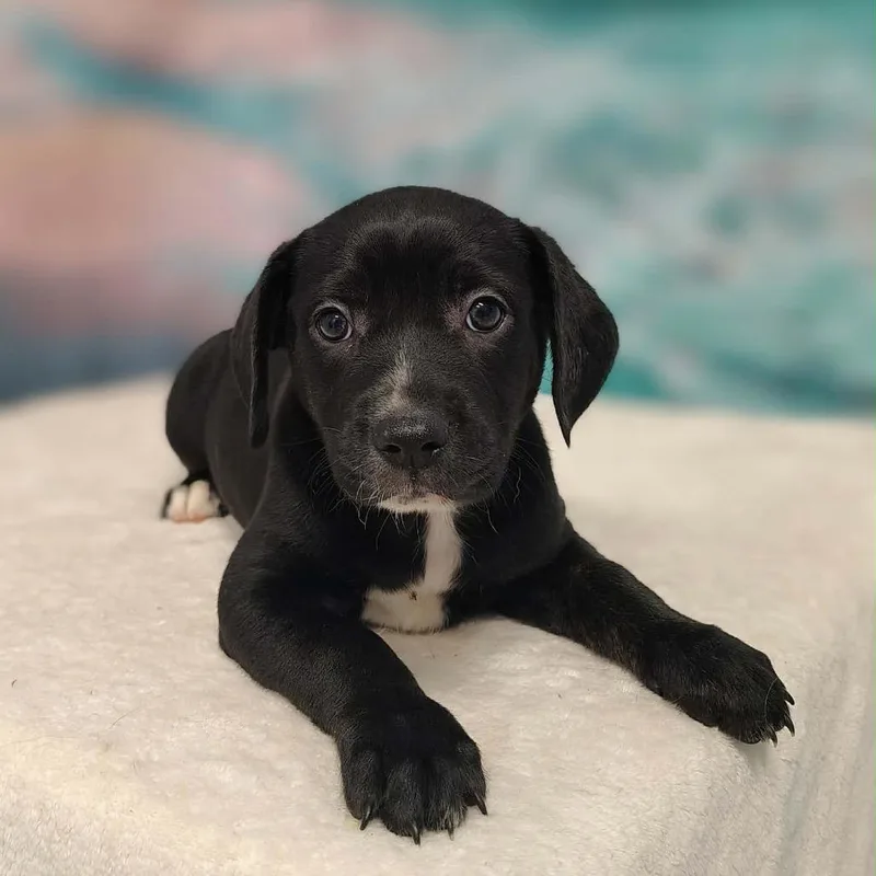A baby medium-sized female Black Collie dog named Ari for adoption in Griswold, CT