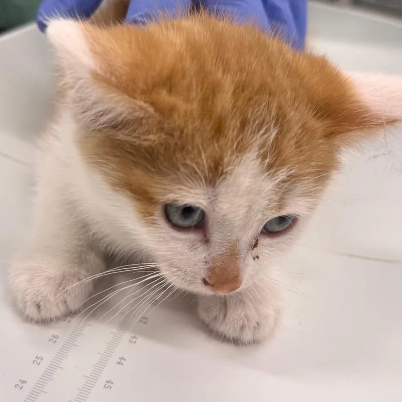 Puss In Boots thumbnail 2